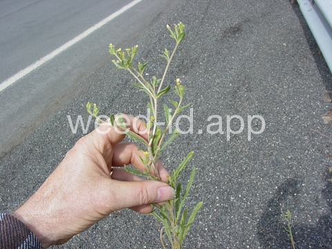stickleaf, whitestem